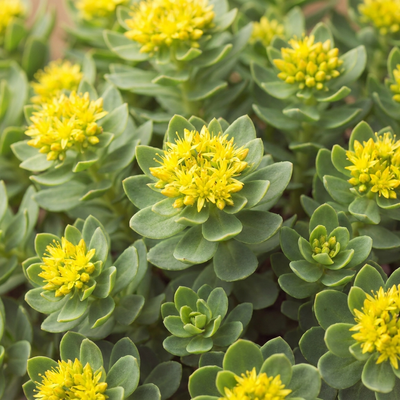 Rhodiola Rosea