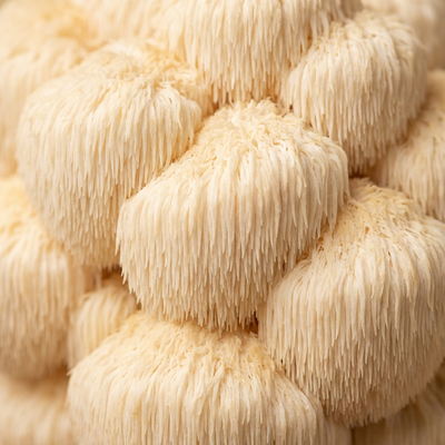 Lion's Mane